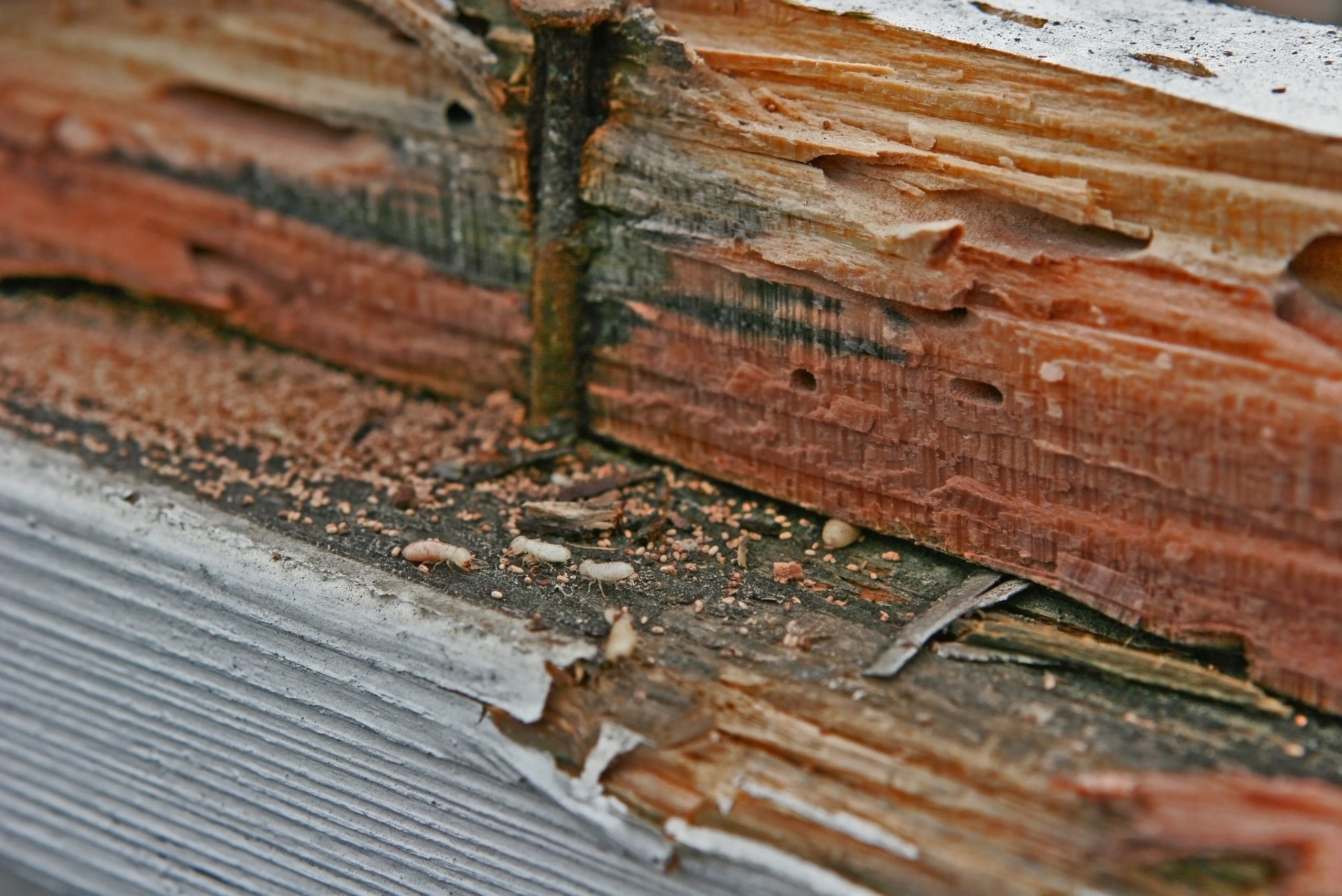 A badly damaged wooden baseboard by termites.