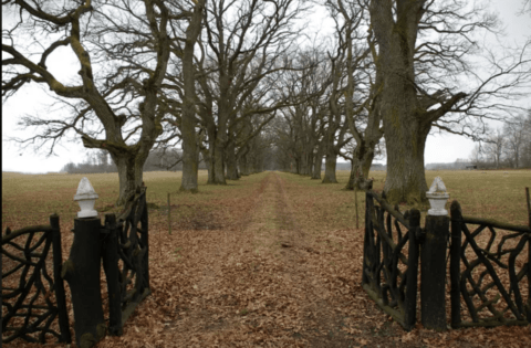 rustic criss cross wooden gate out in country tree lined road covered with leaves.