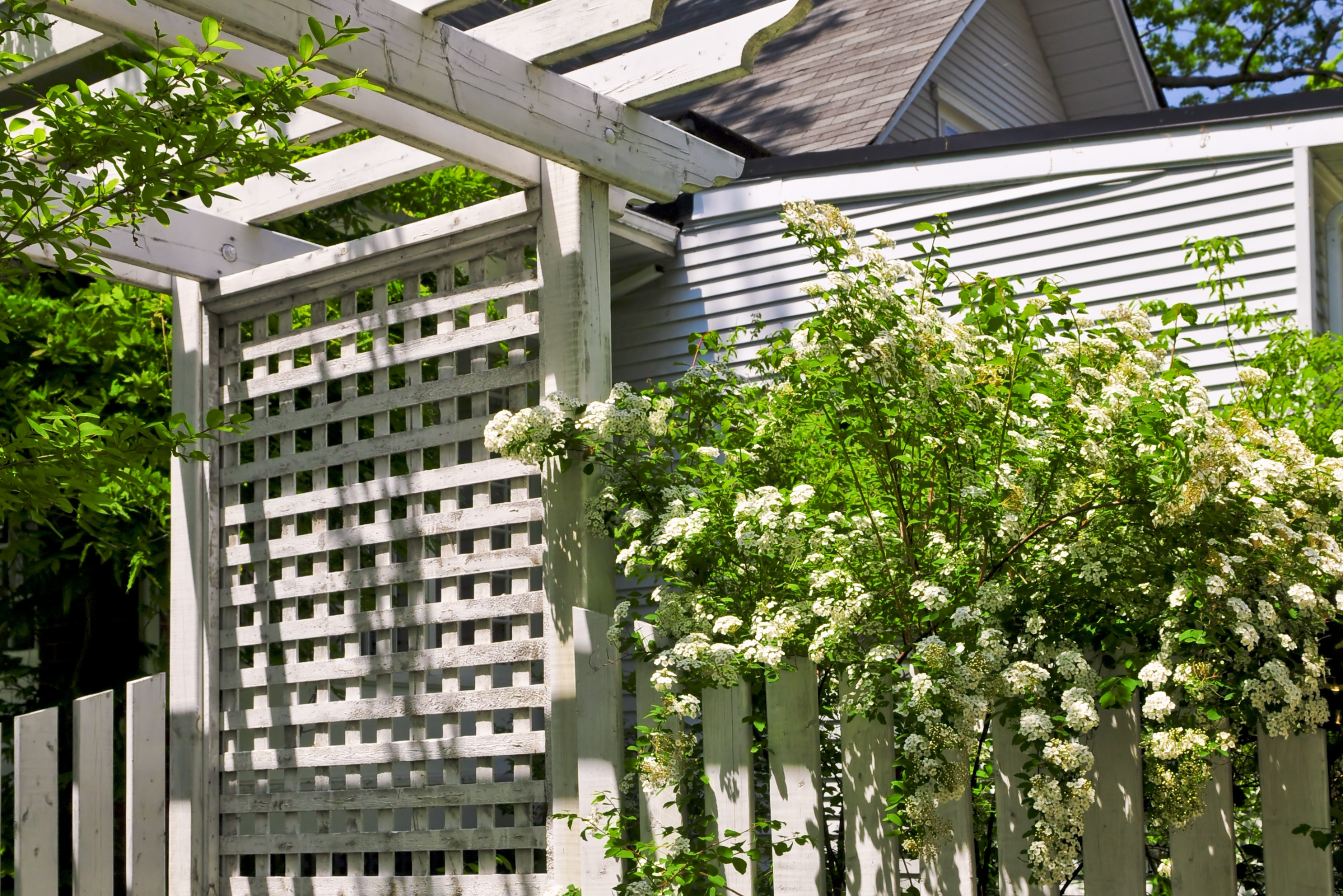 Backyard wooden trellis with plants hanging on it.