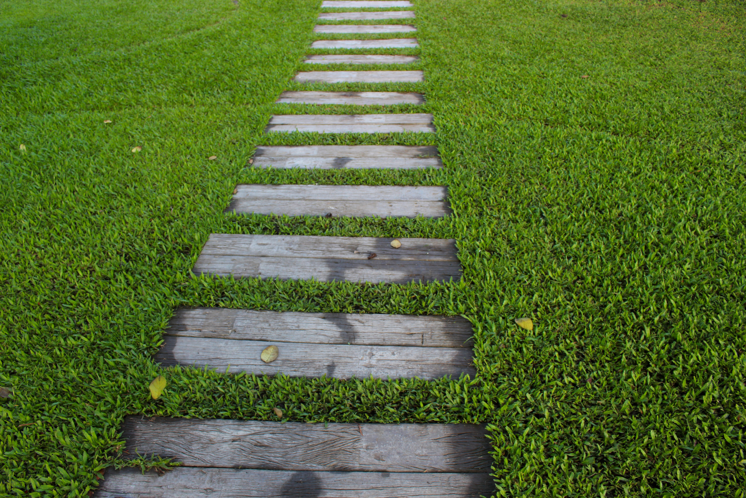 Wooden planks embedded in the ground around grass.
