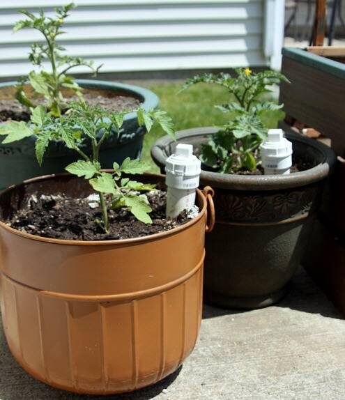 Two planters with self-watering systems created from PCV pipes.