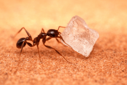 An ant moving a sugar block.