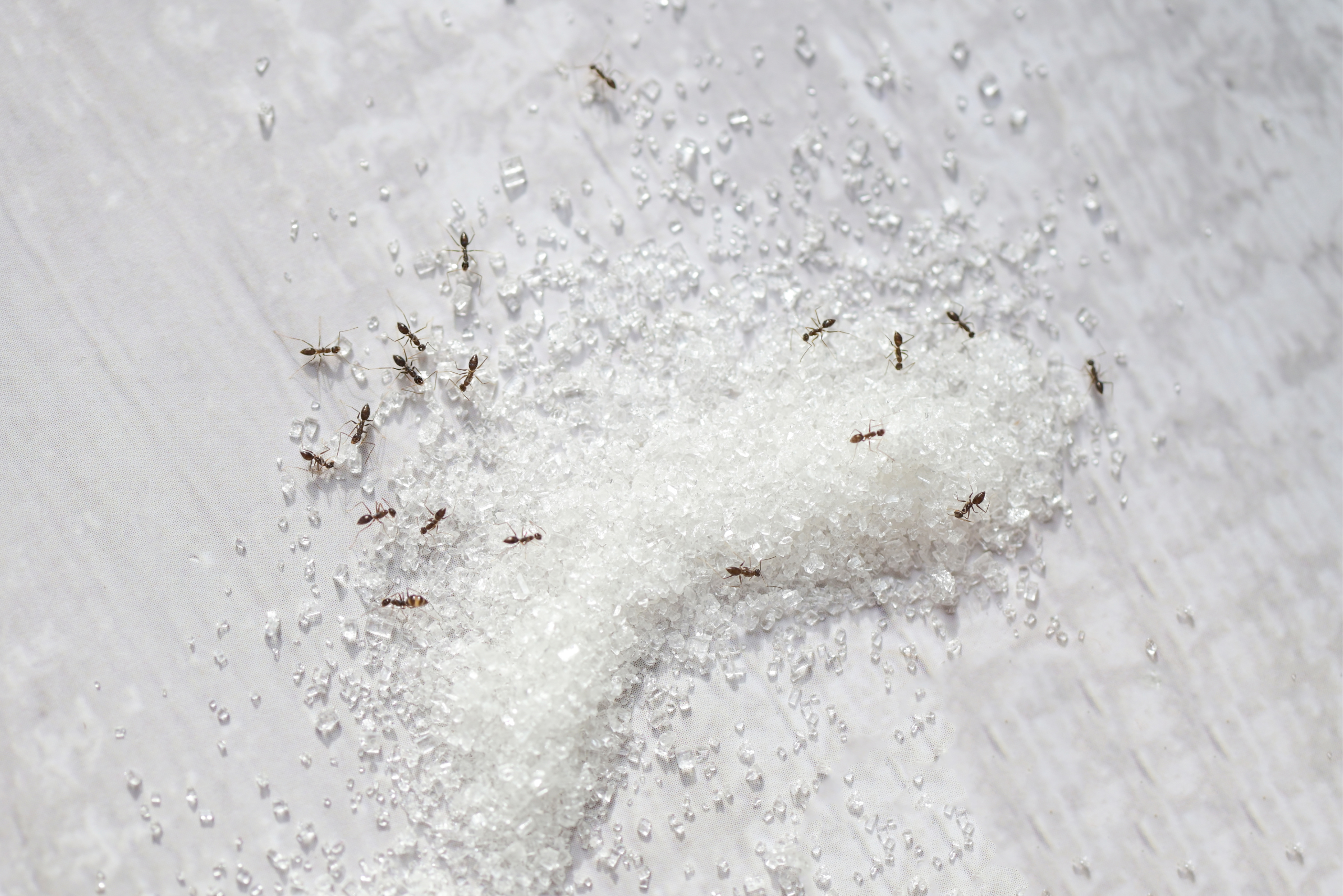 Ants on top of a mountain of sugar.