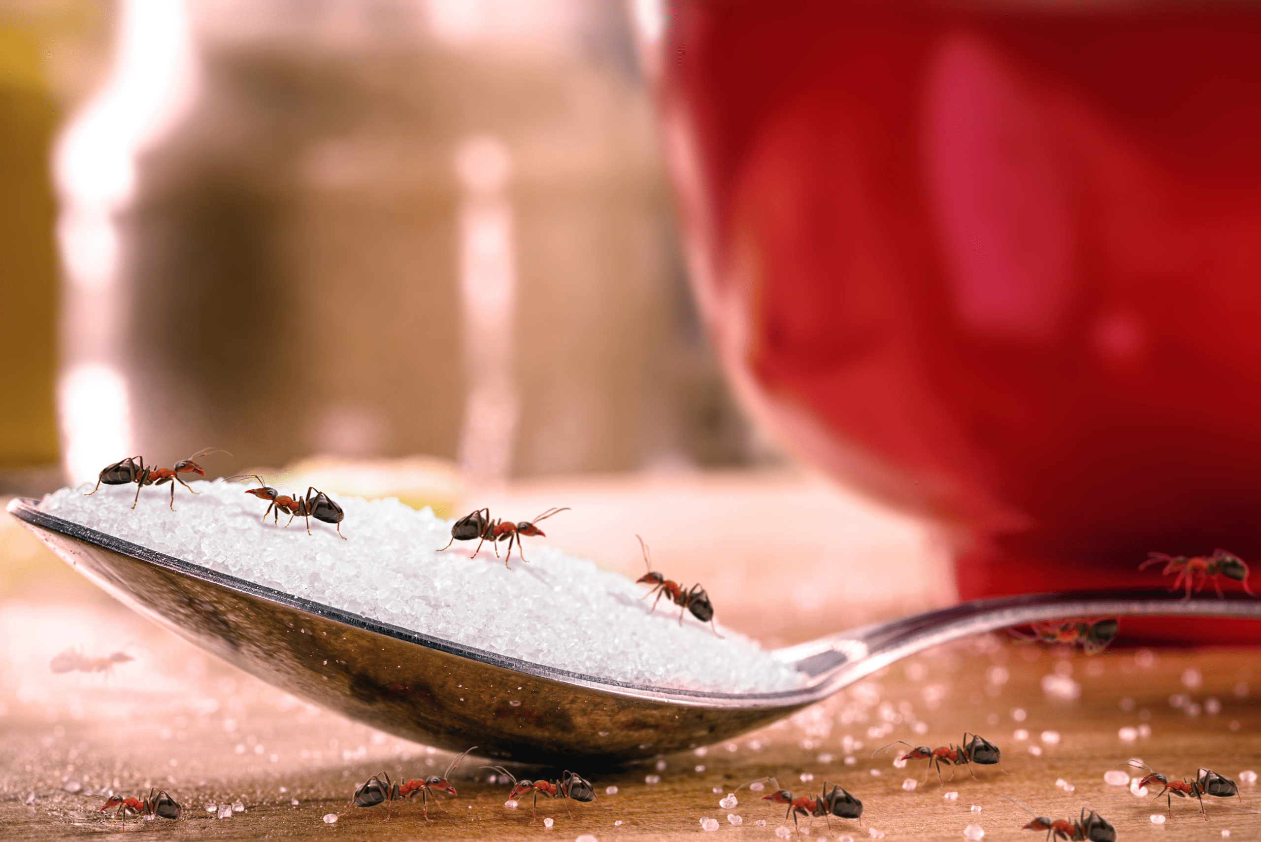 A spoon with sugar and ants on top.