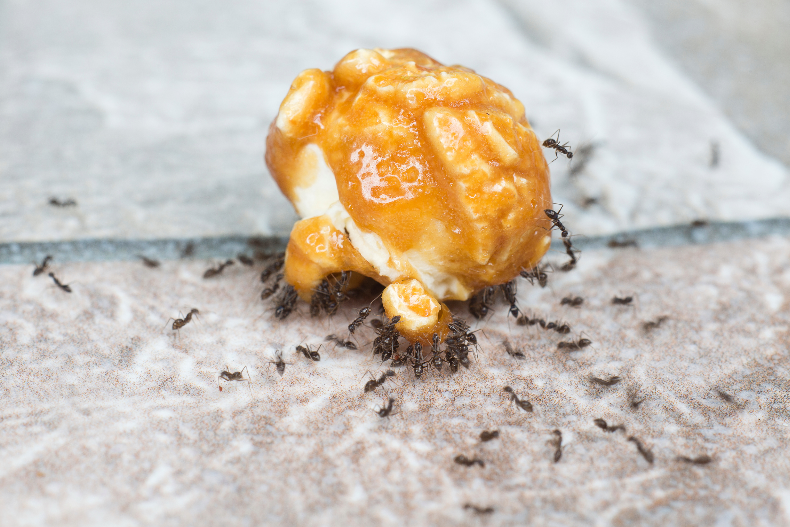 A caramel popcorn with ants covering it.