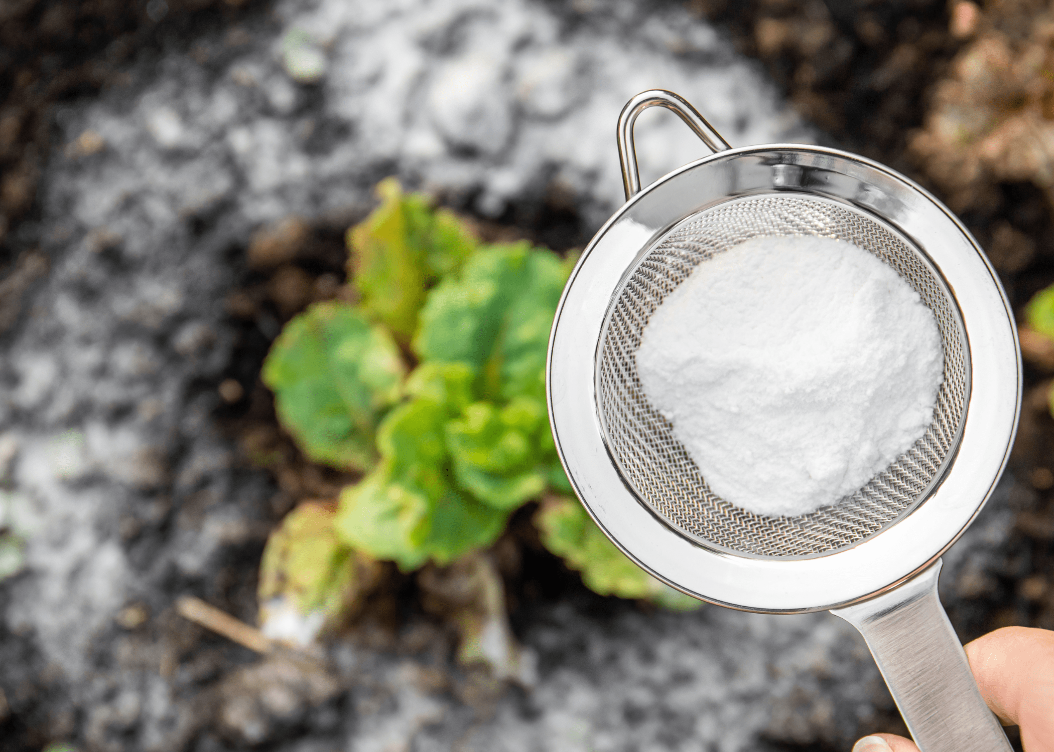 baking soda in a sifter over top of weeds