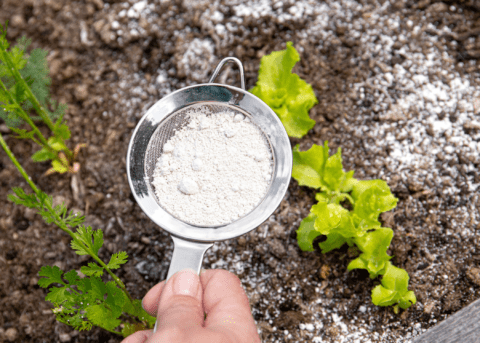 baking soda in sifter hovering over garden