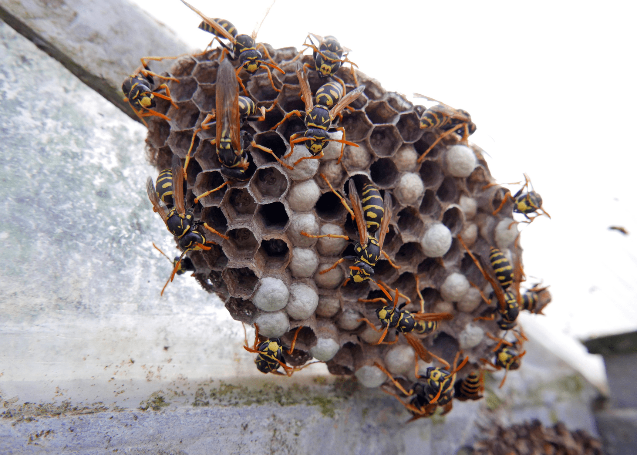 wasp nest filled with wasps