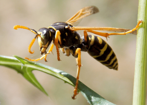 close up of a wasp on a leaf