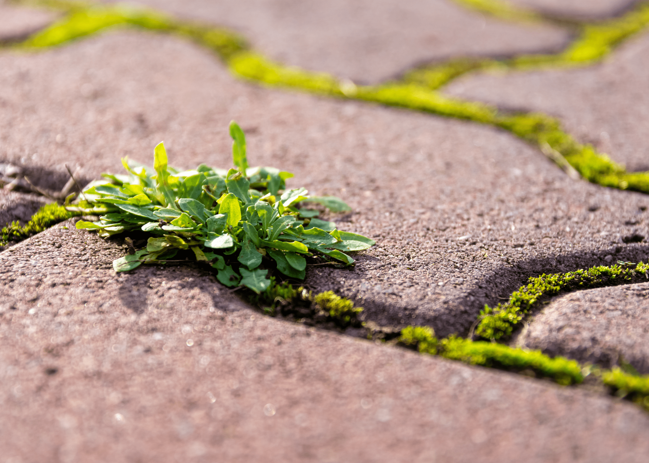 weeds in the cracks of sidewalks