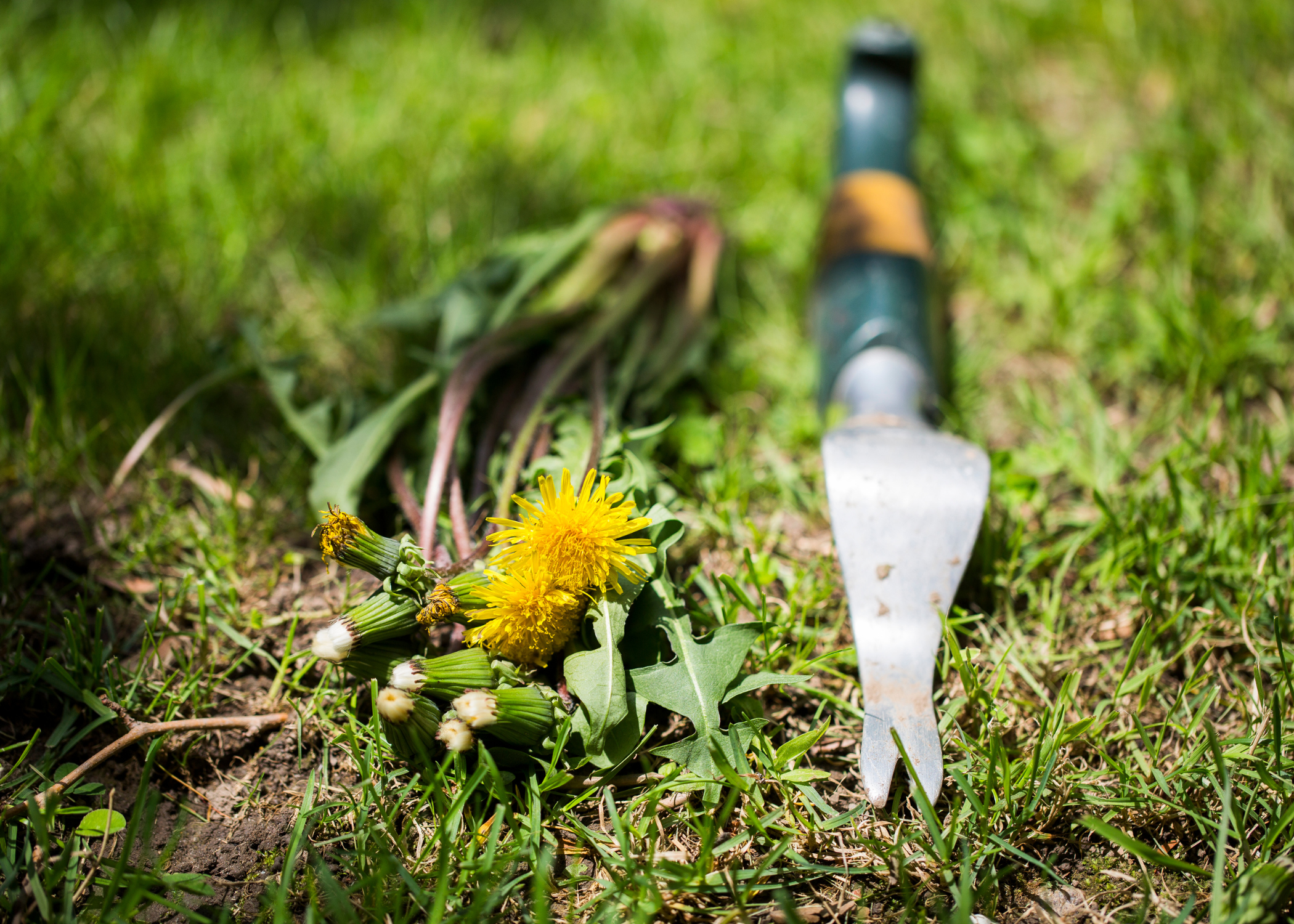 weeds on lawn next to garden tool