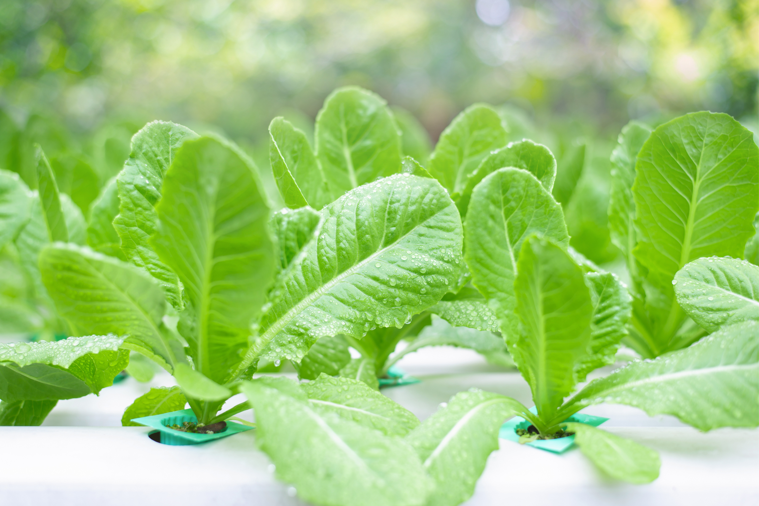 A bunch of plants growing in hydroponic growing pots.