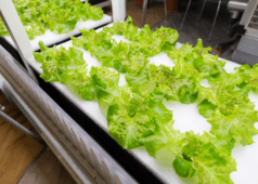 Build Your Own DIY Hydroponic System With This Handy Guide