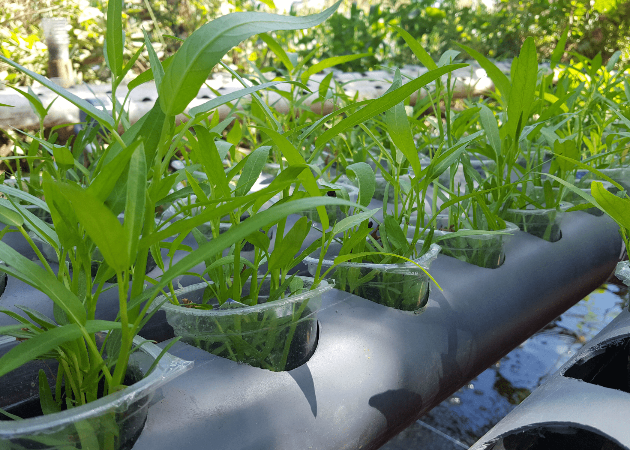 hydroponic garden system