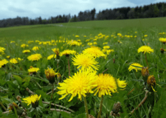 How to Get Rid of Weeds Without Killing Grass for a Perfect Lawn