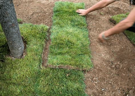laying down grass