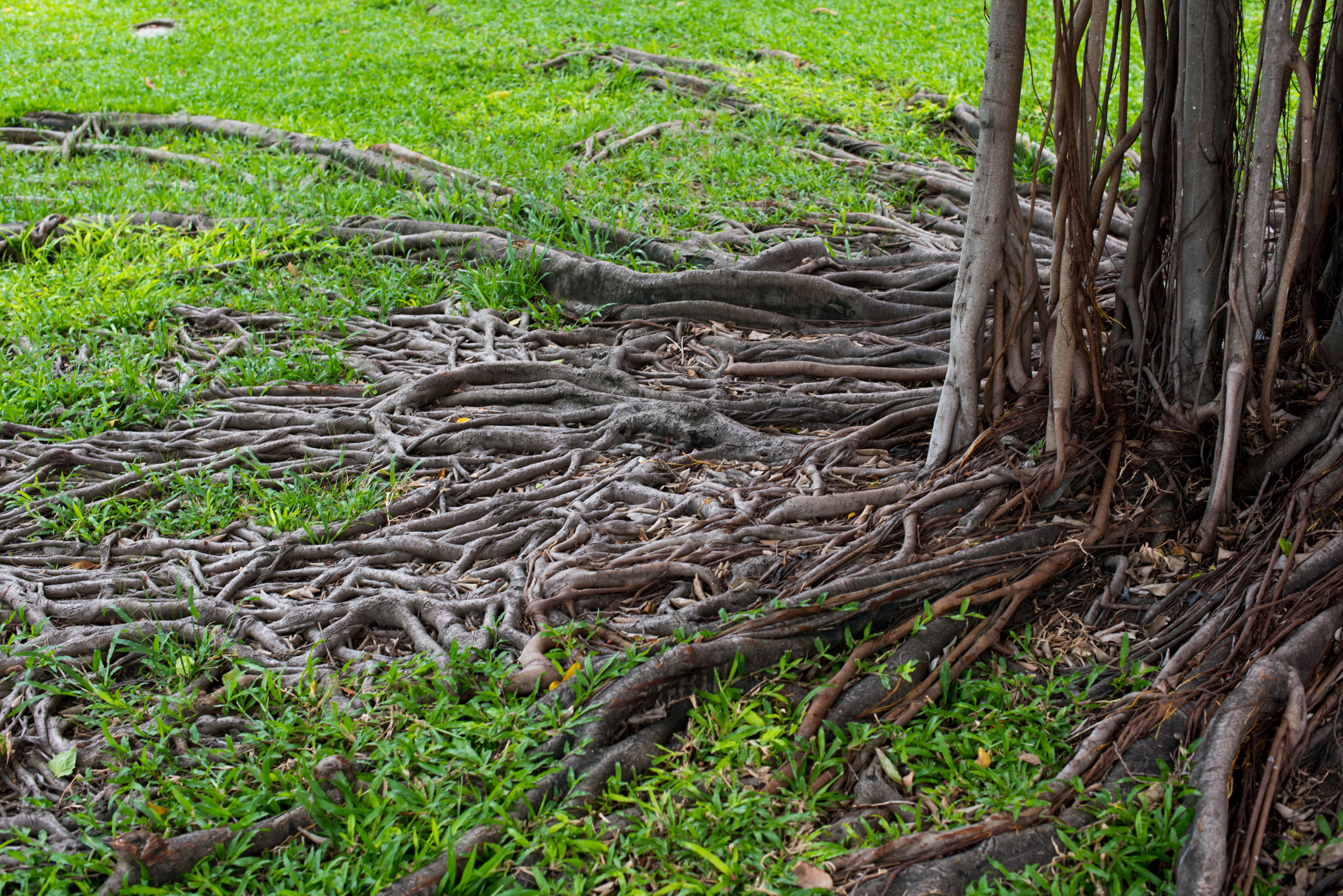 A tree with roots exposed above ground.