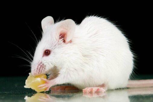 A mouse eats cheese.