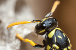 Stop Summer Wasps Before They Start by Eliminating the Queen in Spring