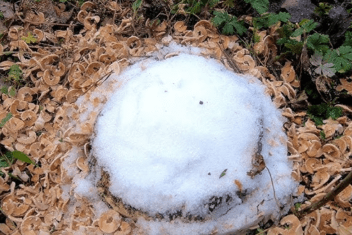 Tree stump covered in epsom salt.
