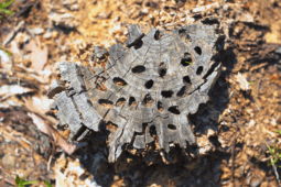 Simple Trick to Remove a Stubborn Tree Stump with a Household Staple