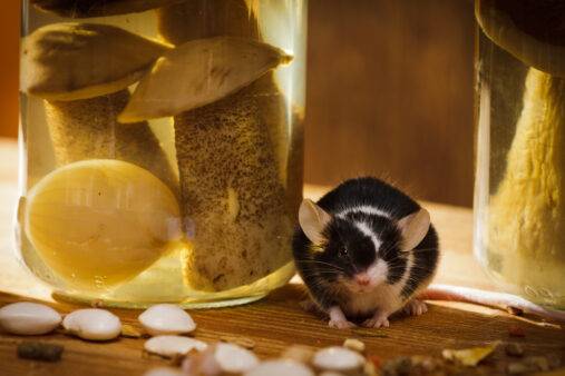 Small mouse with jar and mushroom in basement