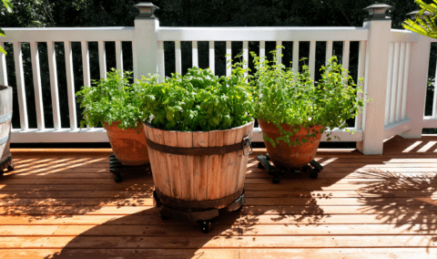 Three large potted plants on a deck.