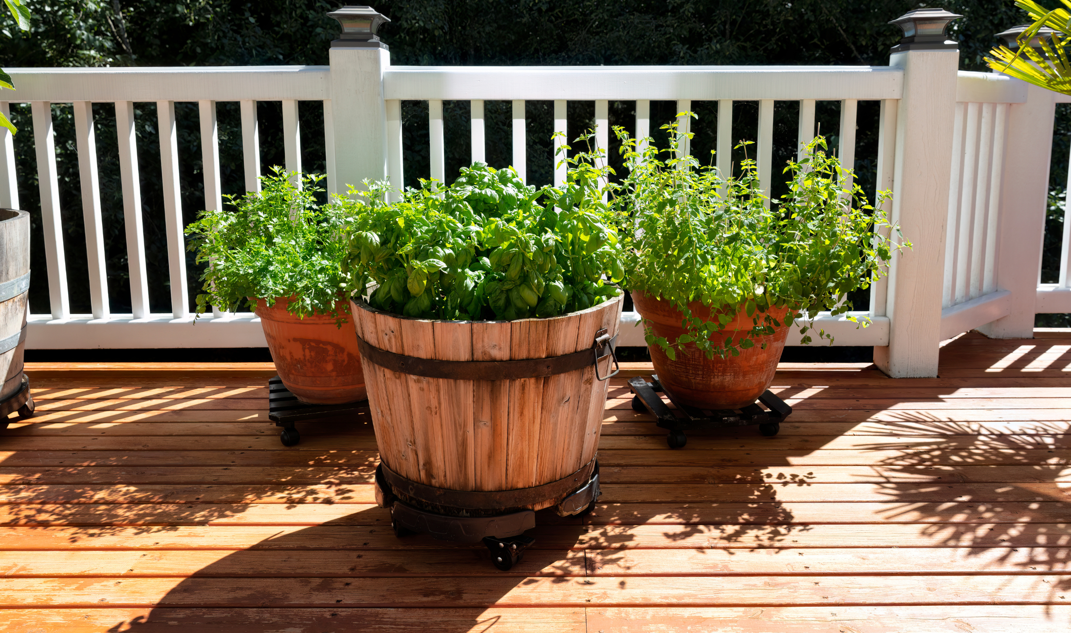 Three large potted plants on a deck.