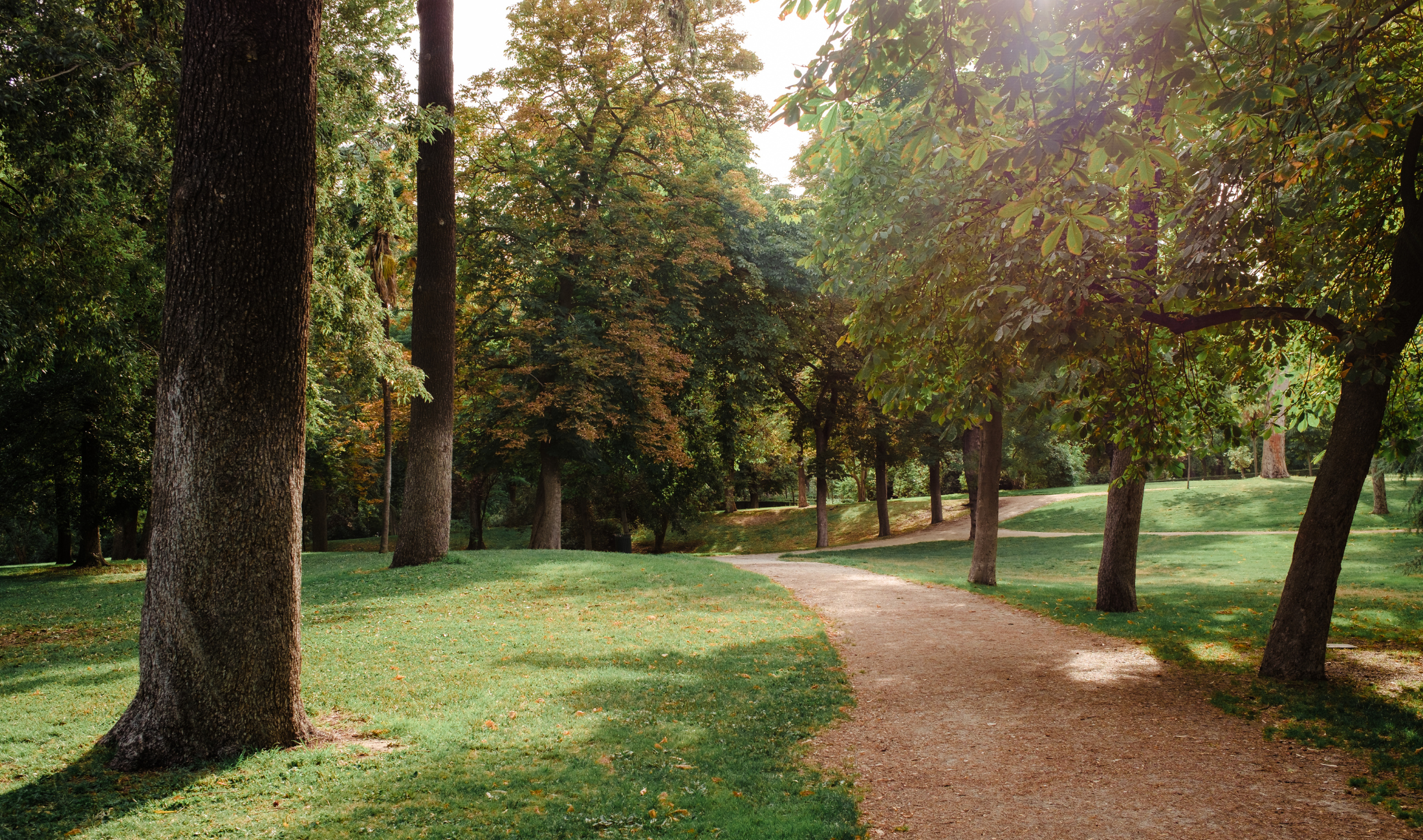 A bright, dry park path in summer.