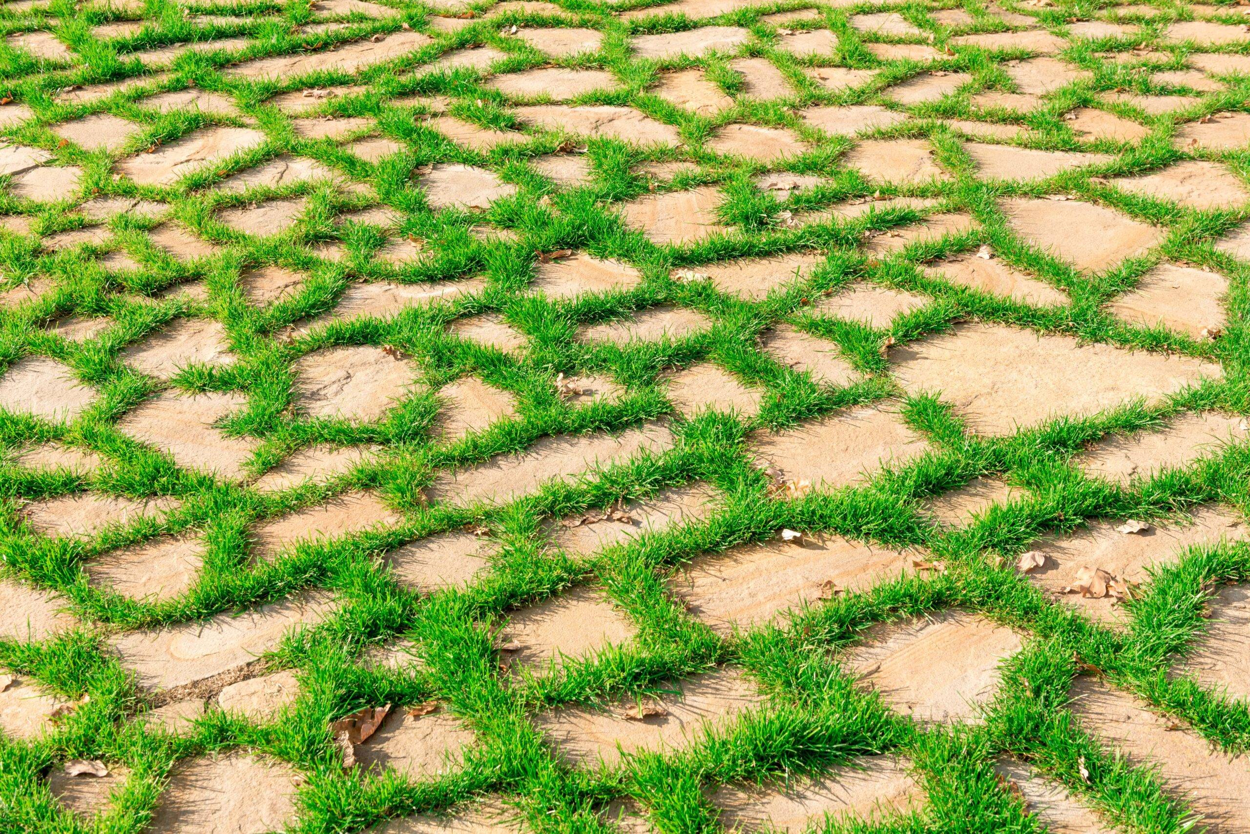 A section of irregularly shaped grass pavers, grass growing between them.