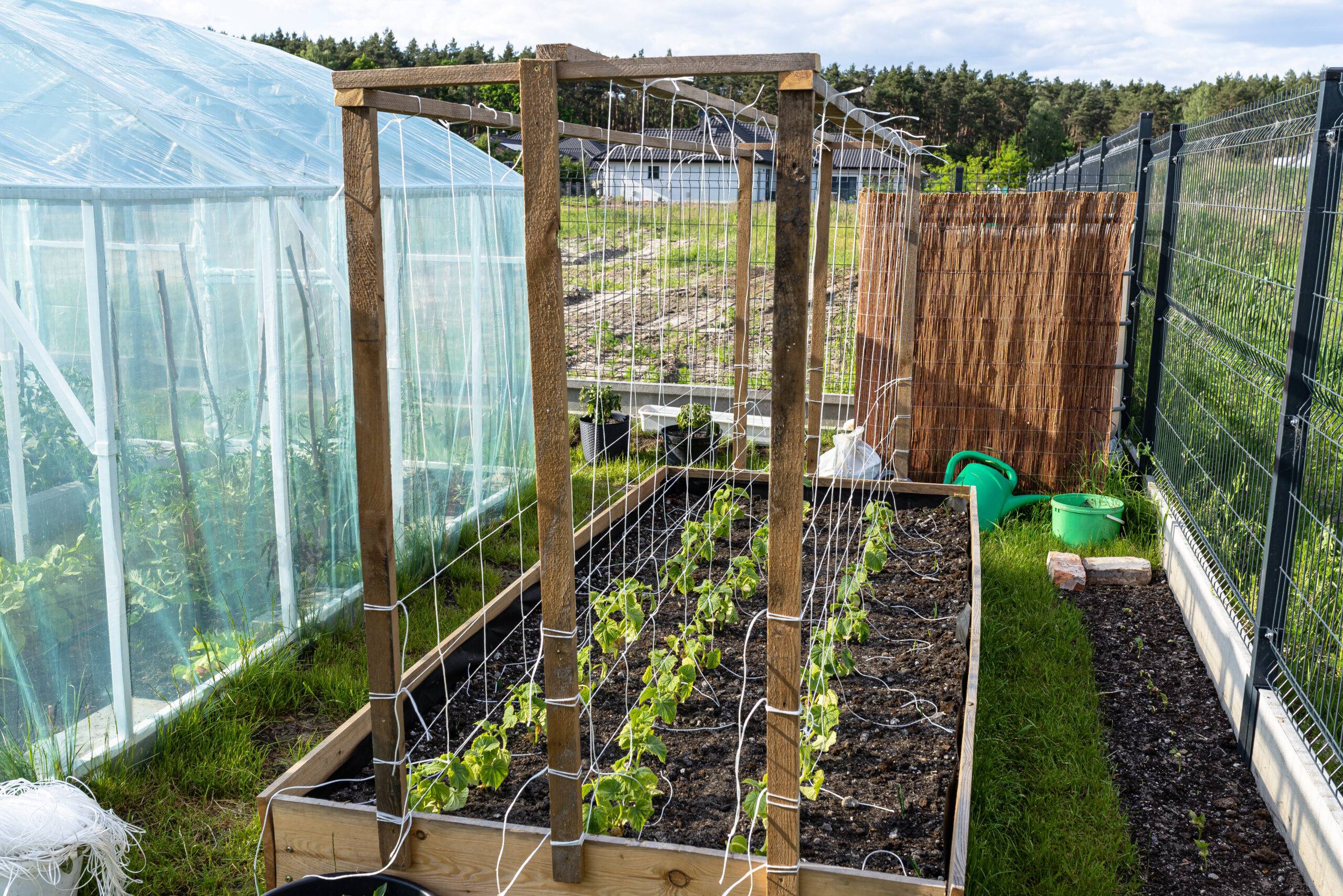 A wooden crate with cucumbers and strings hanging from a scaffold, standing on the grass.