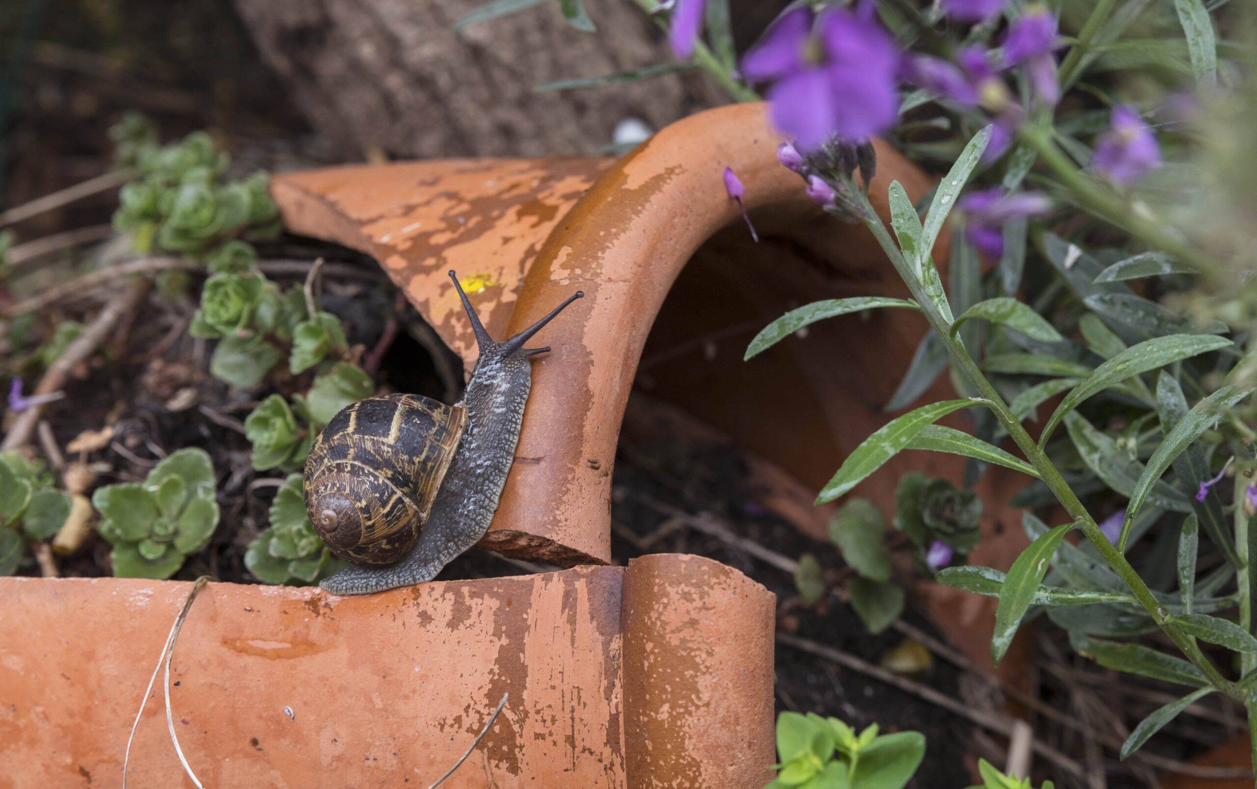 A brown snail crawling along a broken terracotta pot.