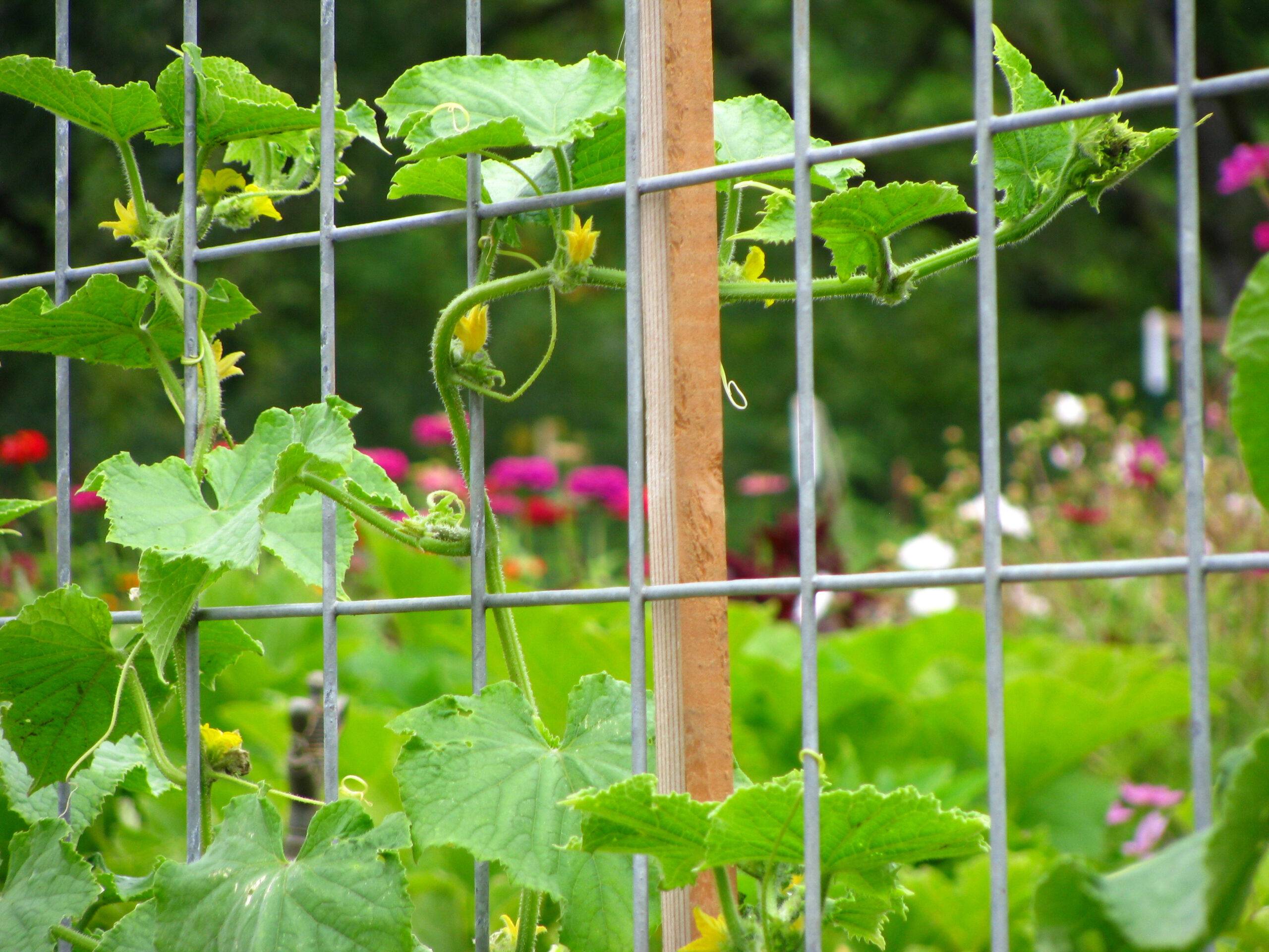 A closeup shot of a young cucumber plant crawling in metal trellises in a farm garden