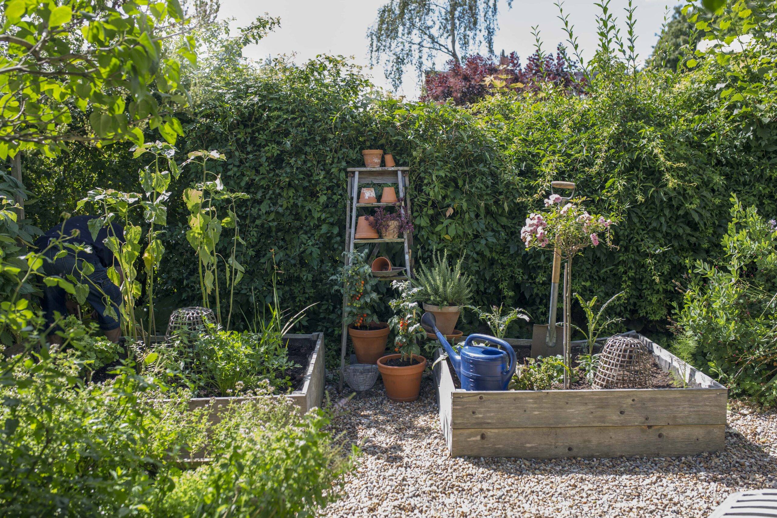 A vegetable garden with a ladder leaning against one fence wall.