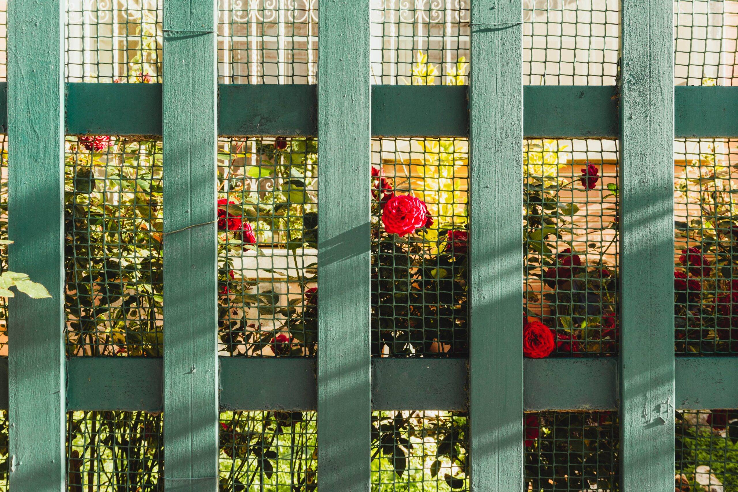 A green wood trellis with chicken wire helping a rose bush grow.