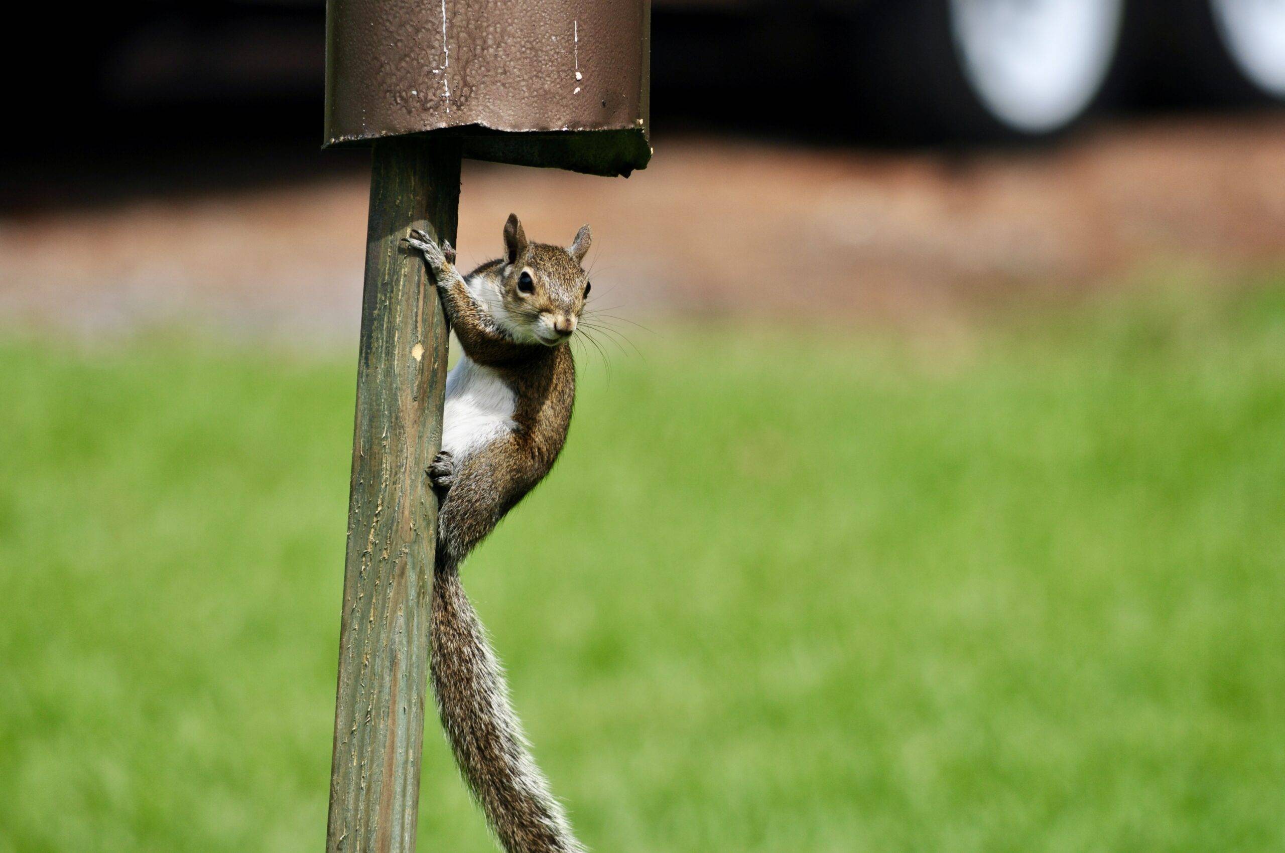 A squirrel on a wooden post holding up a bird feeder.