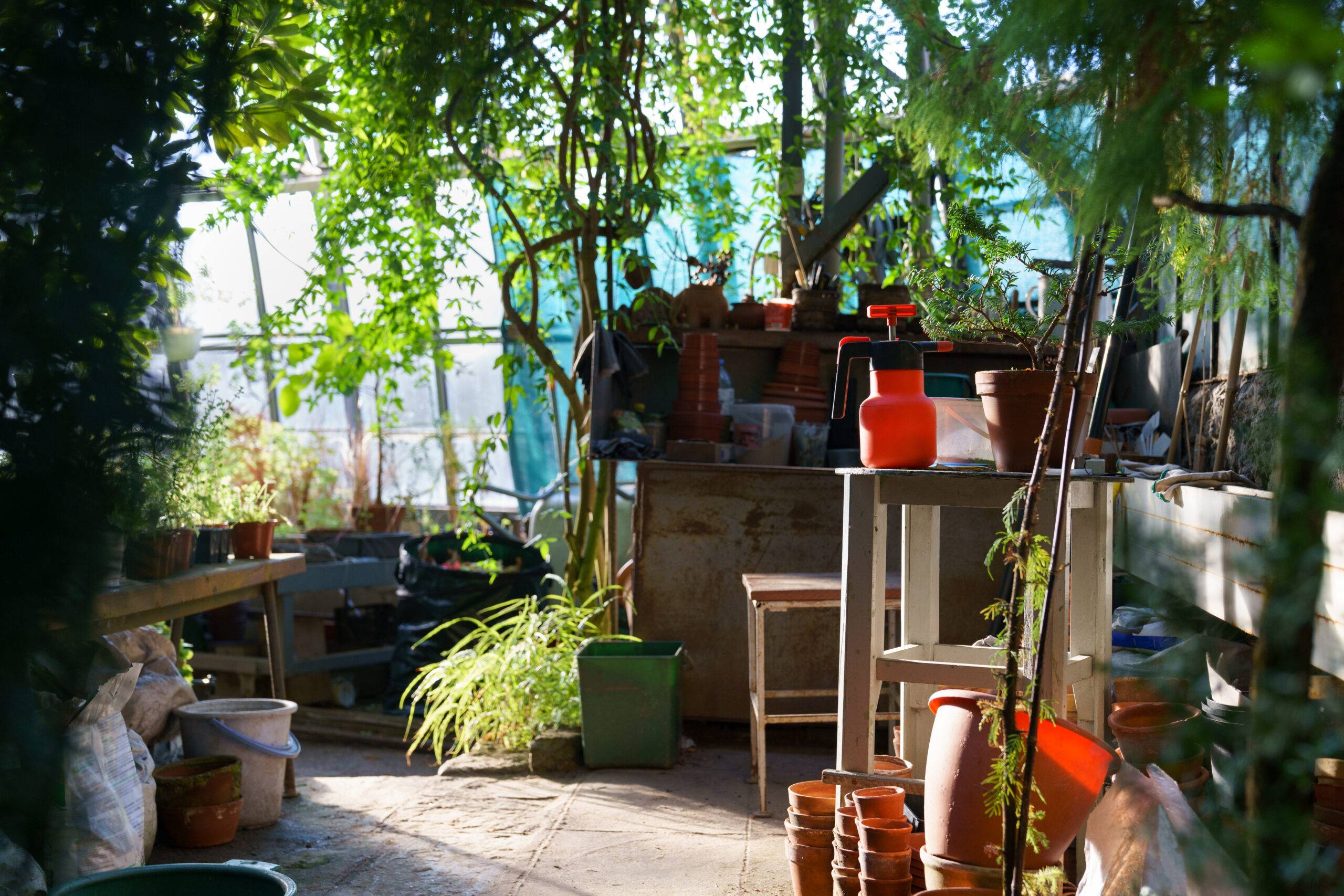 Old greenhouse interior with tools for growing, planting and cultivating plants. Workplace of florist or botanist with equipment for home gardening. Work in orangery and houseplants growth business