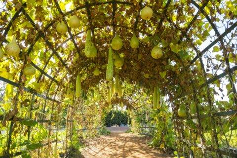 An archway trellis growing gourds.