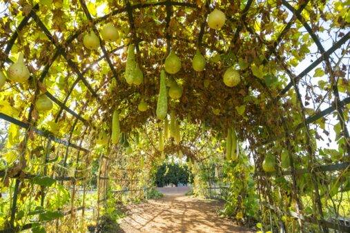 An archway trellis growing gourds.