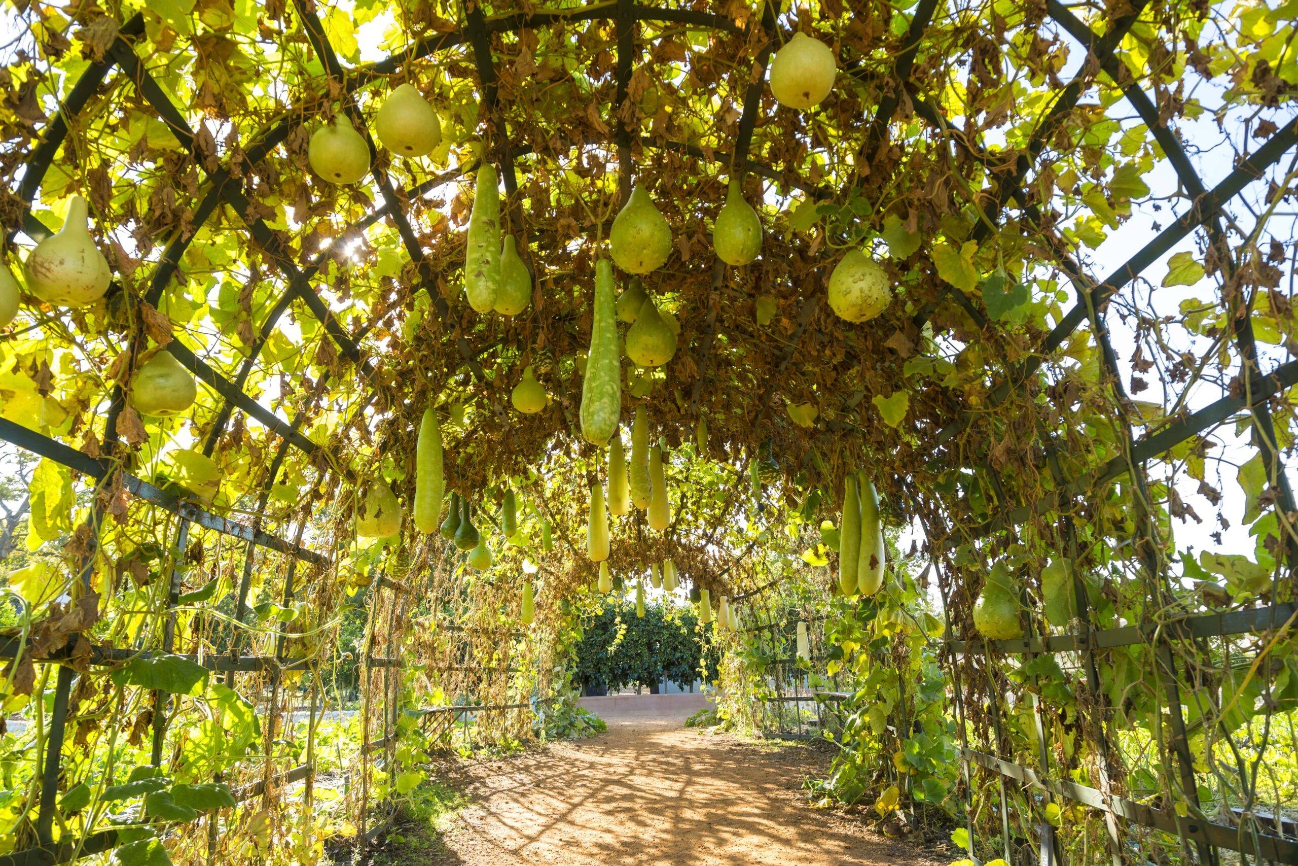 An archway trellis growing gourds.