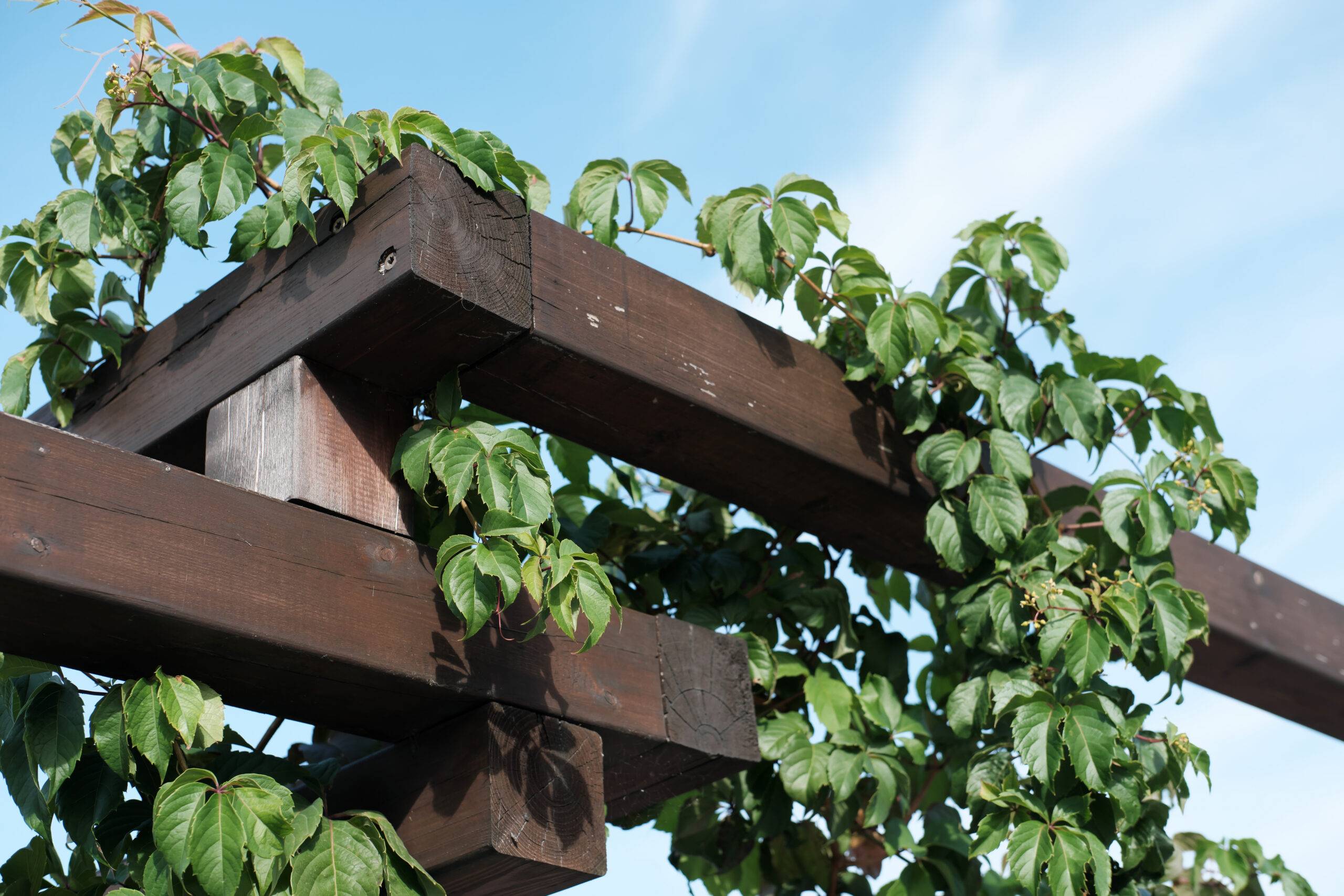Parthenocissus tricuspidata Veitchii, or Victoria creeper, or Boston Ivy entwined wooden fence. climbing plants and fence decoration concept.