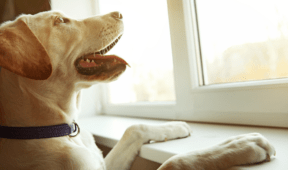 Have A Pet? You Need To Know This Pool Noodle Hack