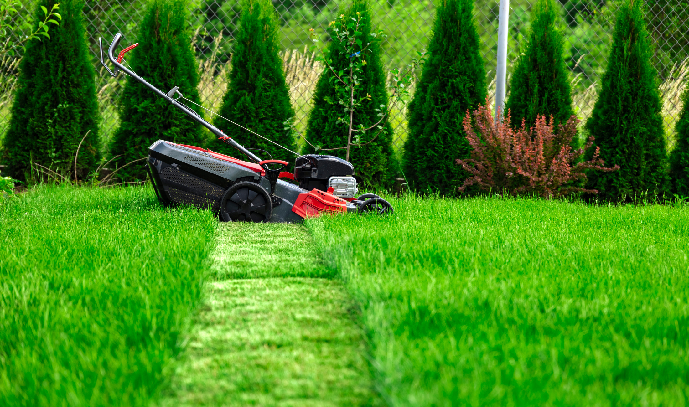 A lawn mower sitting in tall grass, having just cut a line through it.