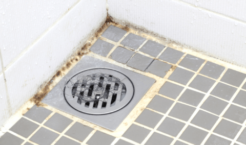 A shower drain with black mold forming on the nearby caulk.