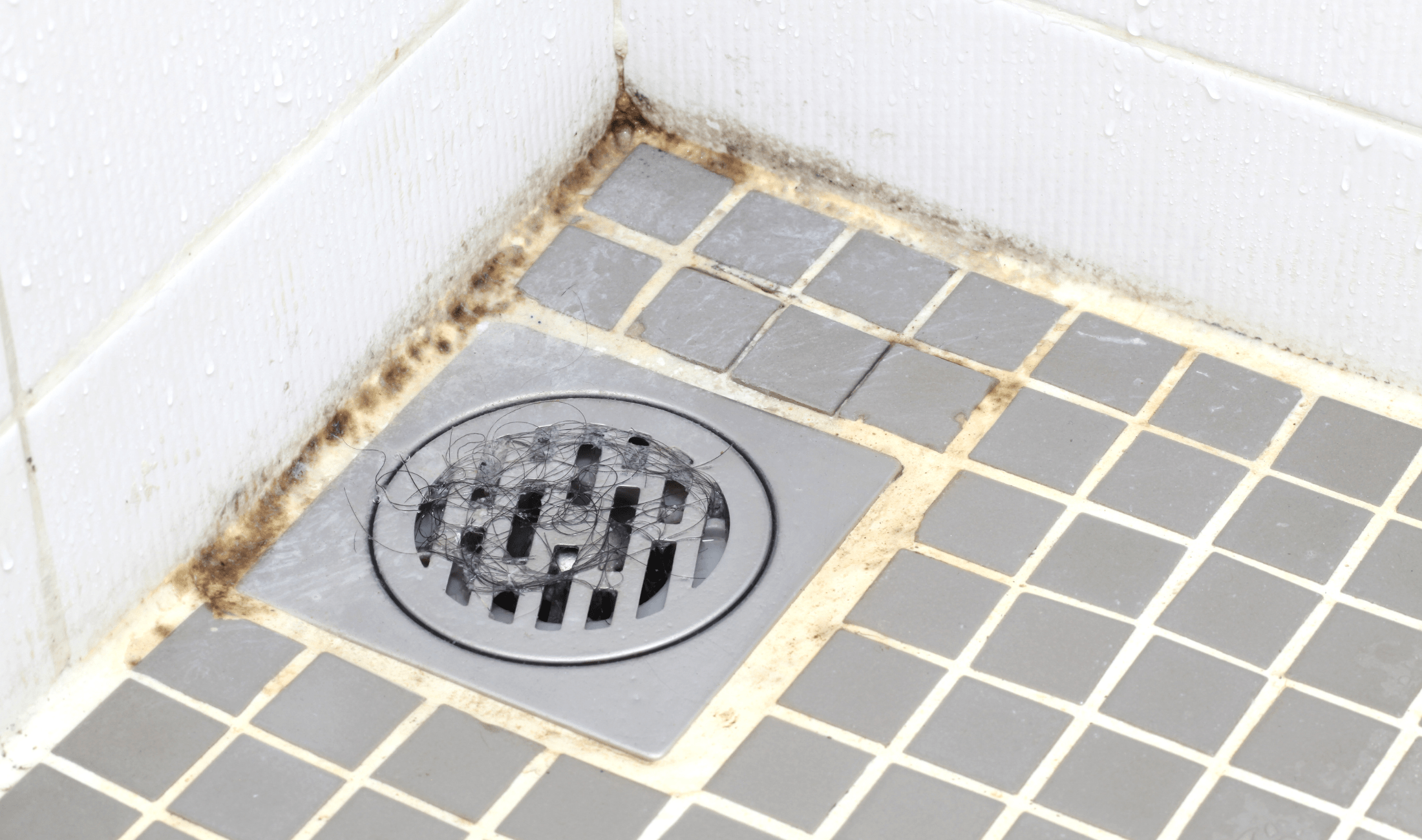 A shower drain with black mold forming on the nearby caulk.