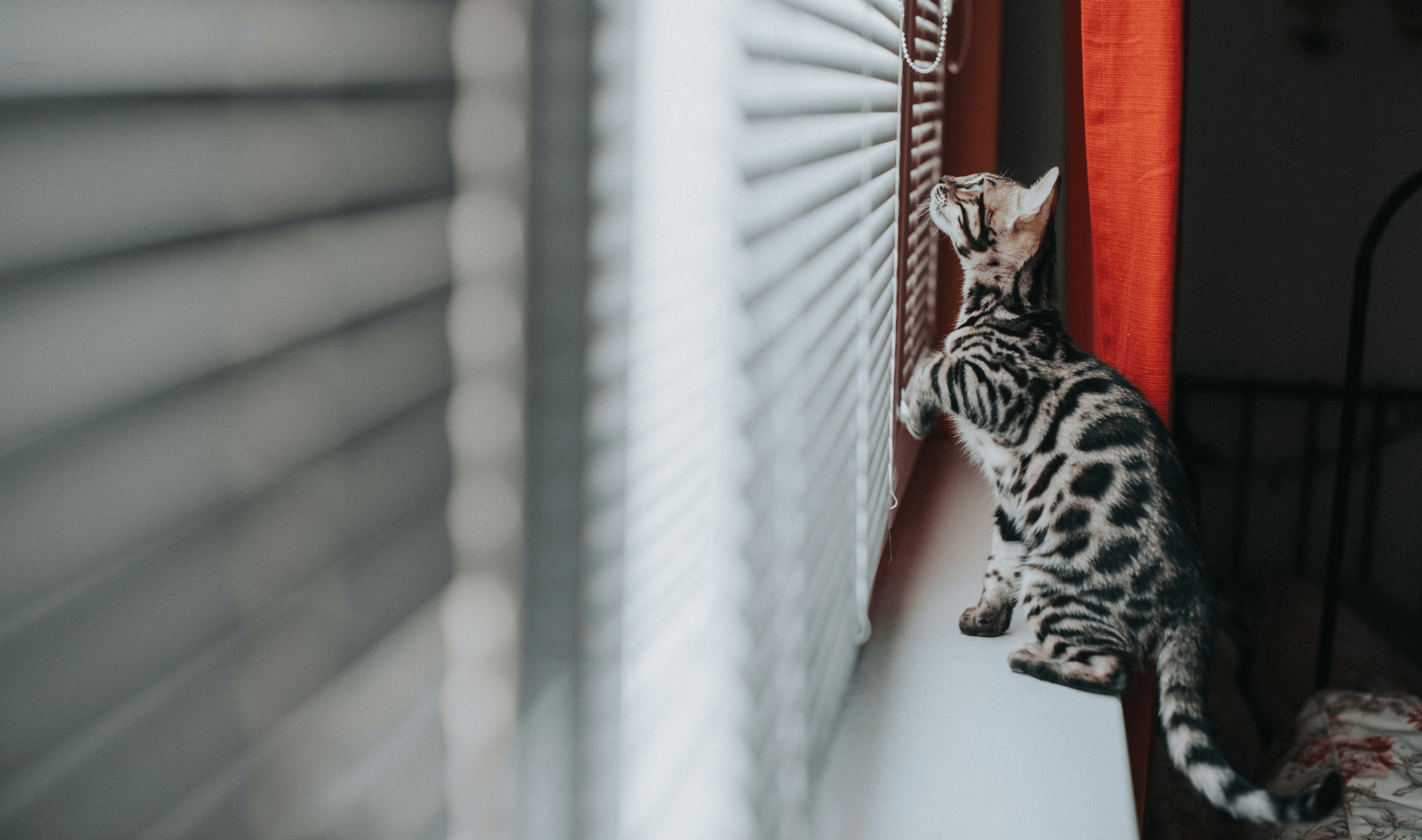 A cat sitting on a windowsill, about to paw at the blinds.