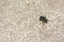 Pest Prevention Tips That Will Stop Bugs From Ever Showing Up