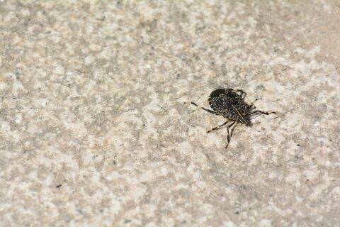 A stinkbug on the floor.