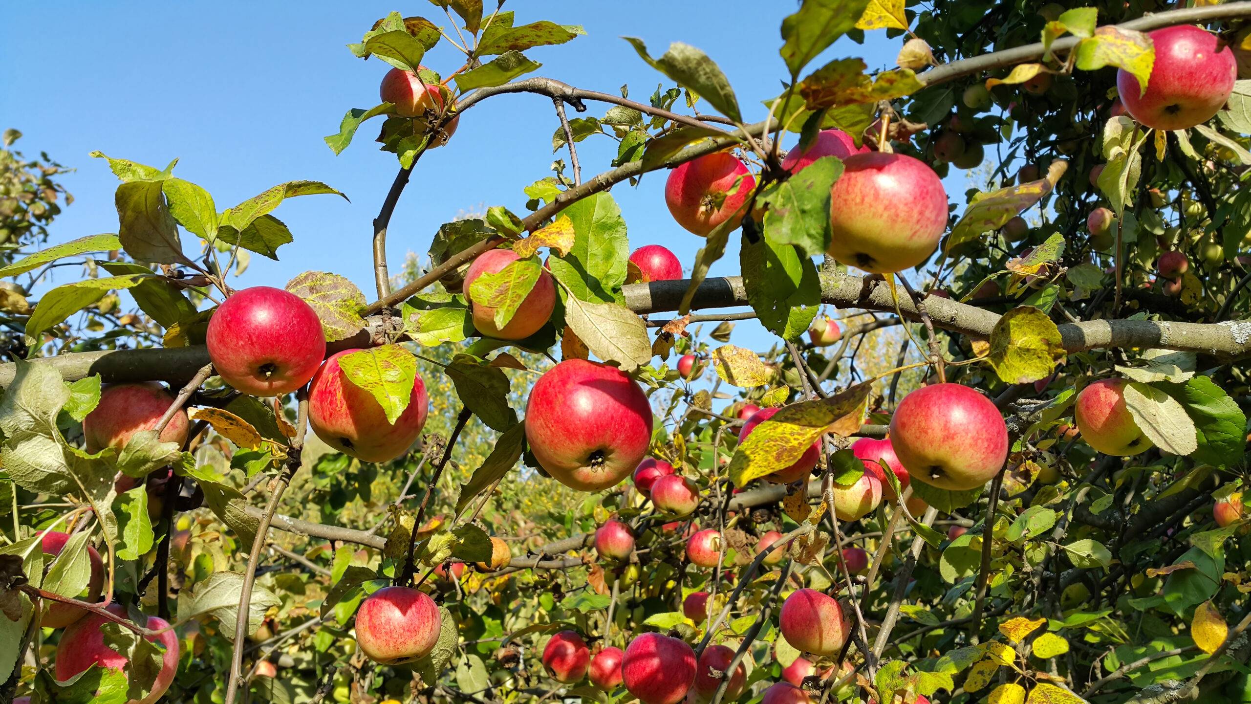 Branches of an apple-tree with ripe red apples against the blue sky