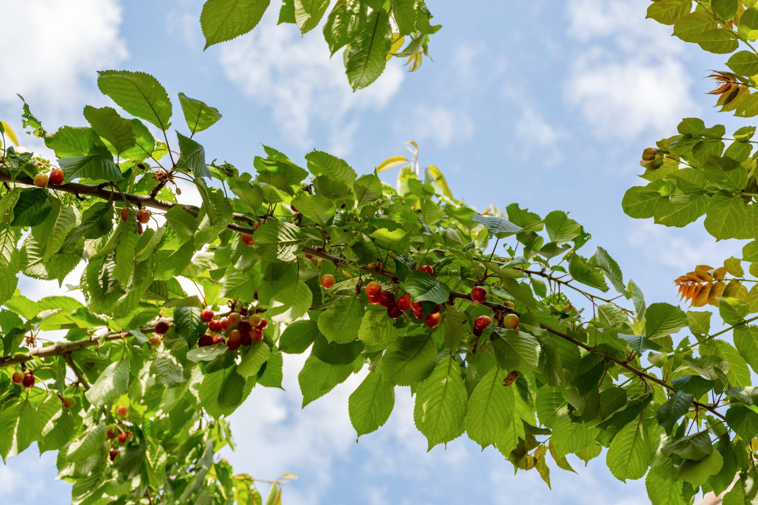 Cherries on the branches in the garden, beautiful ripe cherries. Large and ripe berries. The cultivation of cherries. Costessey garden cherries. Cherry berries close - up among the leaves.